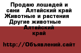 Продаю лошадей и сани - Алтайский край Животные и растения » Другие животные   . Алтайский край